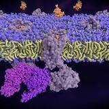 Cover image for research topic "Direct Modulation of Ion Channels by G-proteins"