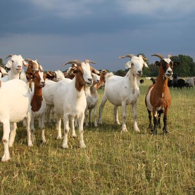 Cover image for research topic "Recent Advances and Perspectives on the Gastrointestinal Microbiota of Small Ruminants"