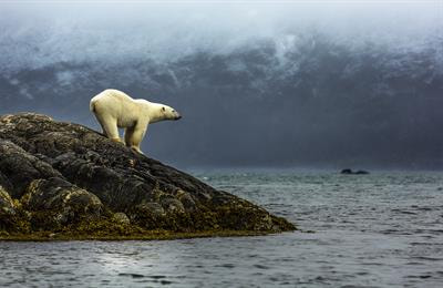 Cover image for research topic "Climate Change Impacts on Arctic Ecosystems and Associated Climate Feedbacks"