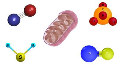 Cover image for research topic "Interaction of Gas Messengers with Mitochondria in Health and Disease"