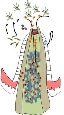 Cover image for research topic "New Frontiers in Regenerative Endodontics and Dental Regeneration"