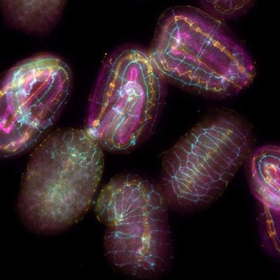 Cover image for research topic "Cell Structure and Dynamics in the Nematode Caenorhabditis Elegans"