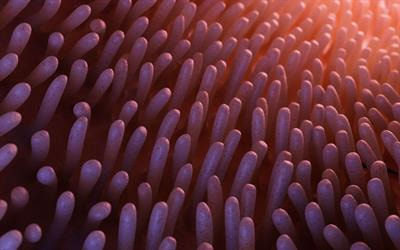 Cover image for research topic "Multidisciplinary Approaches in Pediatric Gastrointestinal and Liver Disease"