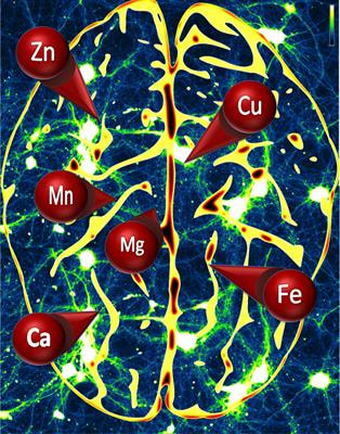 Cover image for research topic "Neuro-Metallomics: Molecular Biology of Trace Metals in the Brain"