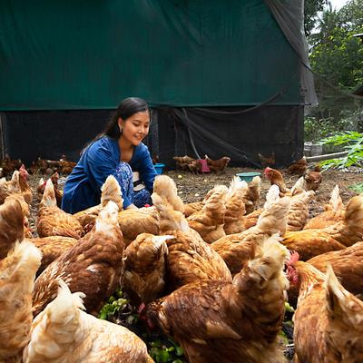 Cover image for research topic "Technologies in Smallholder Poultry Development: Characterization, Utilization, Conservation, Improvement, Waste Management, and Disease Control Volume II"