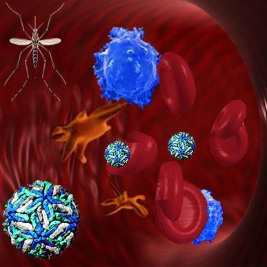 Cover image for research topic "Research Advances in  Dengue Virus"