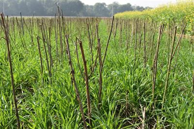 Cover image for research topic "Conservation Agriculture for Sustainable Food Production Systems"