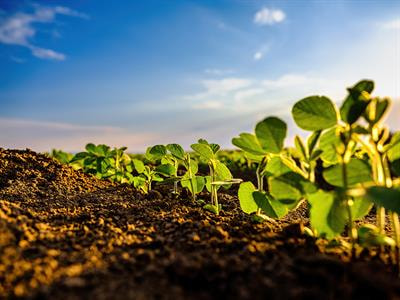 Cover image for research topic "The Impacts of the Mating System and Inbreeding Depression in Natural Plant Populations and Crop Systems"