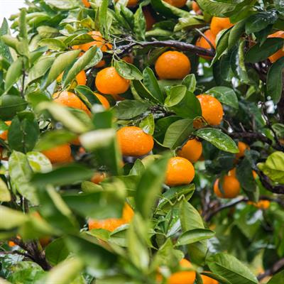 Cover image for research topic "Vitamin C from Bench to Bedside"