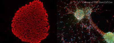 Cover image for research topic "Stem Cells in Neurodegeneration: Disease Modeling and Therapeutics"
