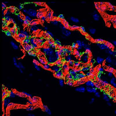 Cover image for research topic "Vascularization for Regenerative Medicine"