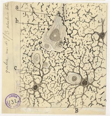 Cover image for research topic "Hormones and Neural Aging: Lessons from Experimental Models"