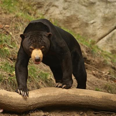 Cover image for research topic "Protected Area Management and Large and Medium-Sized Mammal Conservation"