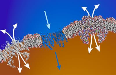 Cover image for research topic "Structural Biology of Membrane Transport and Signalling: New Insights and Developments"