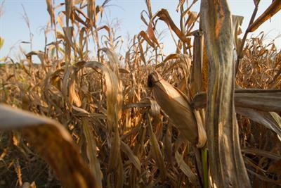 Cover image for research topic "Physiological and Molecular Mechanisms of Important Agronomic Traits in Plants Under Various Abiotic Factors"