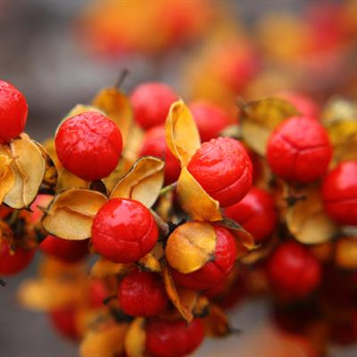 Cover image for research topic "Central Asian Medicinal Plants and Fungi  as Sources of Biologically Active Extracts and Metabolites"