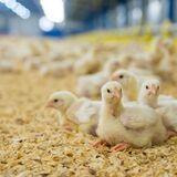 Cover image for research topic "The Effect of Muscle Pathogenesis on Avian Physiology, Animal Welfare, and Quality of Muscle as a Food"