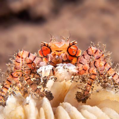 Cover image for research topic "Advances in crustacean research from the 10th International Crustacean Congress"