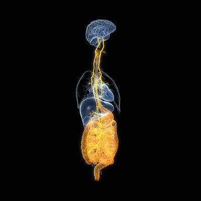 Cover image for research topic "Gut Microbiota and Immunity in Health and Disease: dysbiosis and eubiosis's effects on the human body"