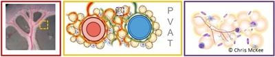 Cover image for research topic "Perivascular Adipose Tissue (PVAT) in Health and Disease"