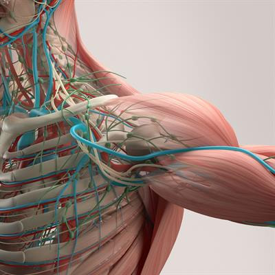 Cover image for research topic "Innovative approaches to drug discovery in musculoskeletal disease"