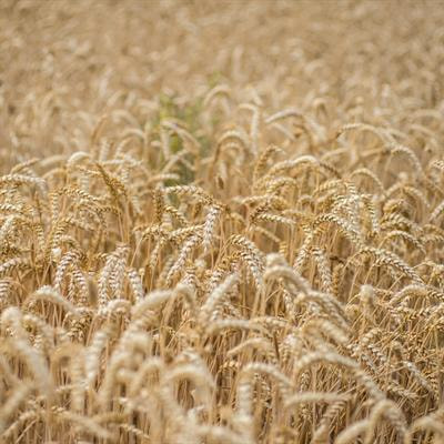 Cover image for research topic "Crop Abiotic Stress: Advances in Germplasm/Gene Discovery and Utilization"