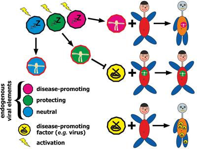 Cover image for research topic "Endogenous Viral Elements – Links Between Autoimmunity and Cancer?"