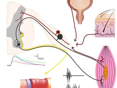 Cover image for research topic "Plasticity of primary afferent neurons and sensory processing after spinal cord injury"