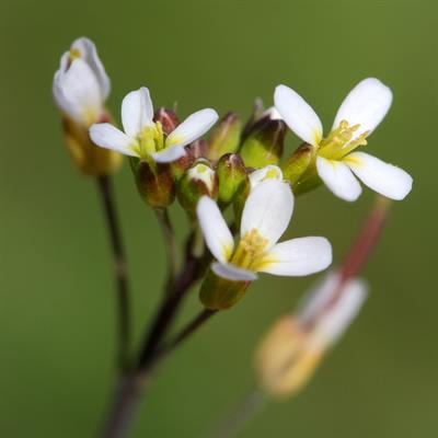 Cover image for research topic "Contribution of Phenylpropanoid Metabolism to Plant Development and Stress Responses"