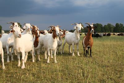 Cover image for research topic "Tuberculosis in Domestic Ruminants: Towards Eradication of Zoonotic Tuberculosis"