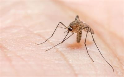 Cover image for research topic "One Health in Action: Neglected Tropical Diseases, Vector and Pest Management"
