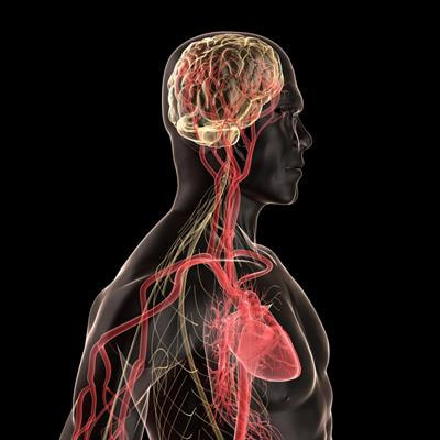Cover image for research topic "Brain-Heart Interactions in Stroke"