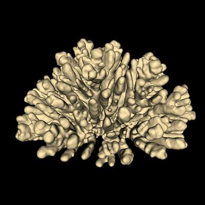 Cover image for research topic "Modelling Corals on Various Scales (from Cells to Reefs to Global)"