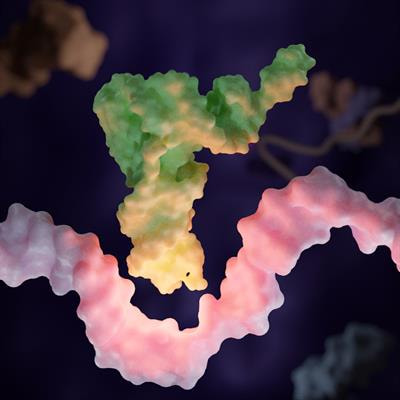 Cover image for research topic "tRNA and Protein Synthesis in Microorganisms"
