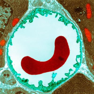 Cover image for research topic "Advances in non-clinical and translational studies: cutting-edge study designs, special technologies, routine pitfalls, background findings and control data."