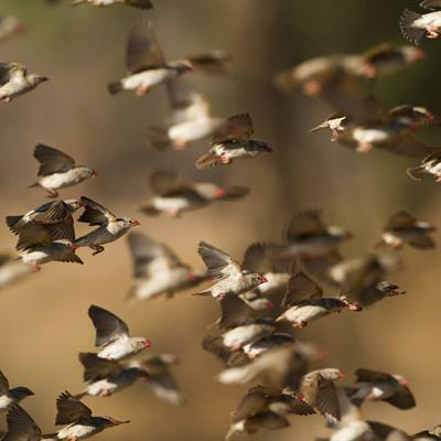 Cover image for research topic "Ecology, Evolution, and Transmission Dynamics of Avian Influenza Viruses in Domestic and Wild Birds"