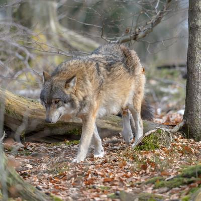 Cover image for research topic "Advances in Methods of Biochemical Assessment and Diagnosis of Animal Welfare in Wildlife"