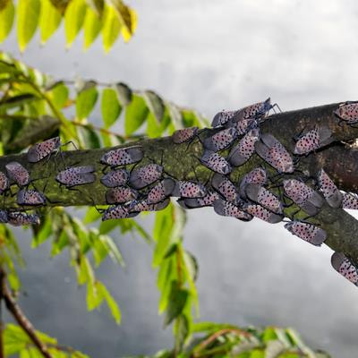 Cover image for research topic "Latest Research Advances in Biology, Ecology, and Integrated Pest Management of Invasive Insects"