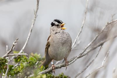 Cover image for research topic "Computational Bioacoustics and Automated Recognition of Bird Vocalizations: New Tools, Applications and Methods for Bird Monitoring"