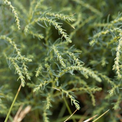 Cover image for research topic "Edible Halophytes for a Sustainable Agriculture: From Neglected Species to New Crops"