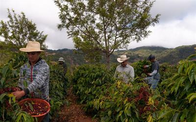 Cover image for research topic "Sustainable Coffee Production"