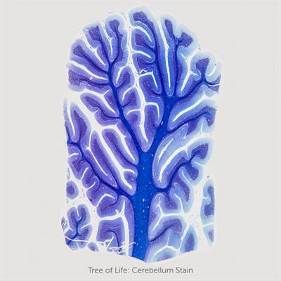 Cover image for research topic "The Arts Therapies and Neuroscience"