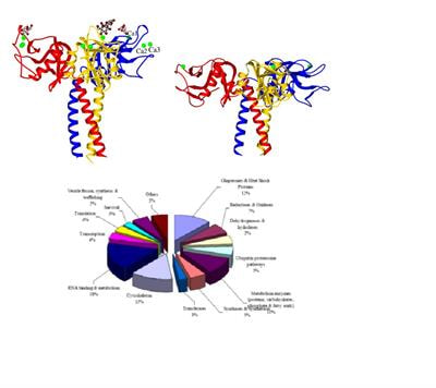 Cover image for research topic "Odyssey of Surfactant Proteins SP-A and SP-D: Innate Immune Surveillance Molecules"