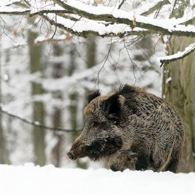 Cover image for research topic "Recent Advances in Immunosuppression-Related Swine Diseases"