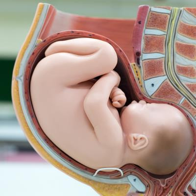 Cover image for research topic "Fetal Analgesia: A Conundrum For the Physiologist, A Tenet For the Surgeon"