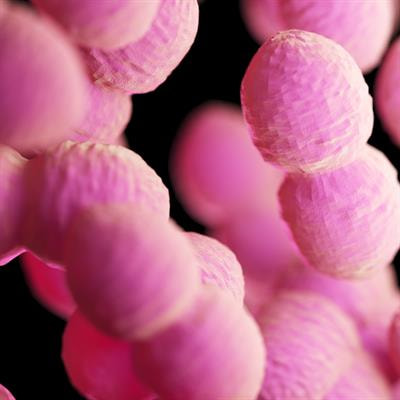 Cover image for research topic "New Insights in Microbial Stress Tolerance Mechanisms"