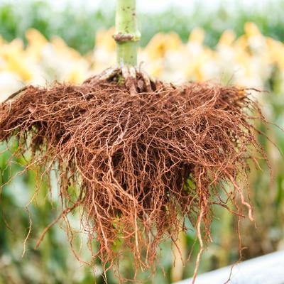 Cover image for research topic "Integrative Root Responses to Multiple Environmental Signals for Plant Resilience"