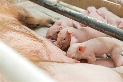 Cover image for research topic "Extension Initiatives for Improving Livestock and Poultry Health and Production"