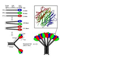 Cover image for research topic "C1q: A Molecular Bridge to Innate and Adaptive Immunity"