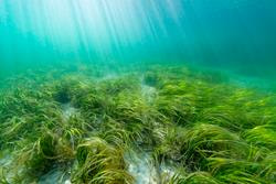 Cover image for research topic "Degradation, Conservation and Ecological Restoration of Seagrass Beds under Intensifying Global Changes"